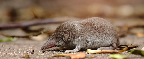 Mäusefalle & Rattenfalle   - Garten Online